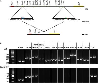 How Female Mice Attract Males: A Urinary Volatile Amine Activates a Trace Amine-Associated Receptor That Induces Male Sexual Interest